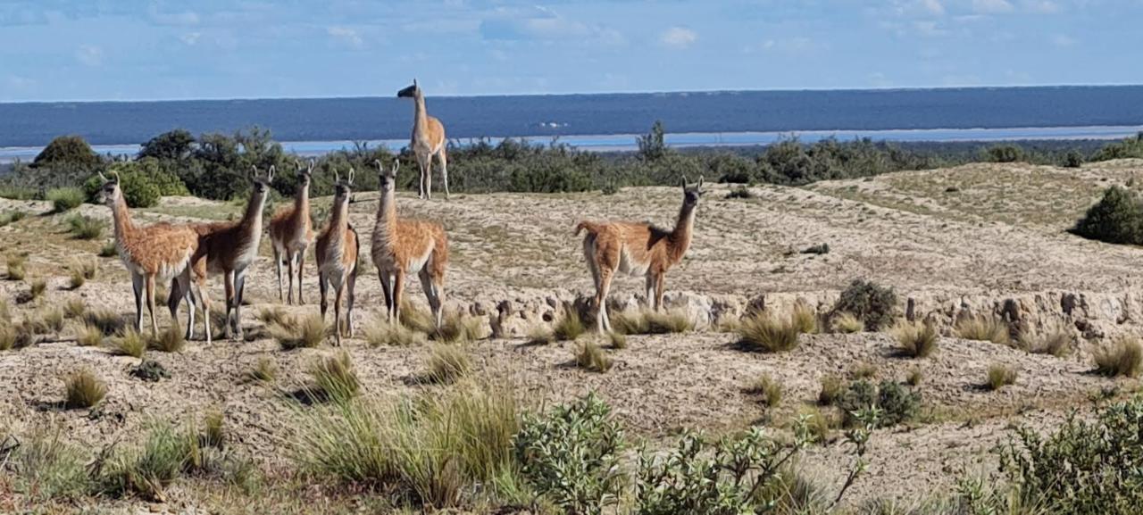 La Elvira Natural Lodge Nature & Wildlife Experience In Peninsula Valdes Punta Delgada Екстериор снимка